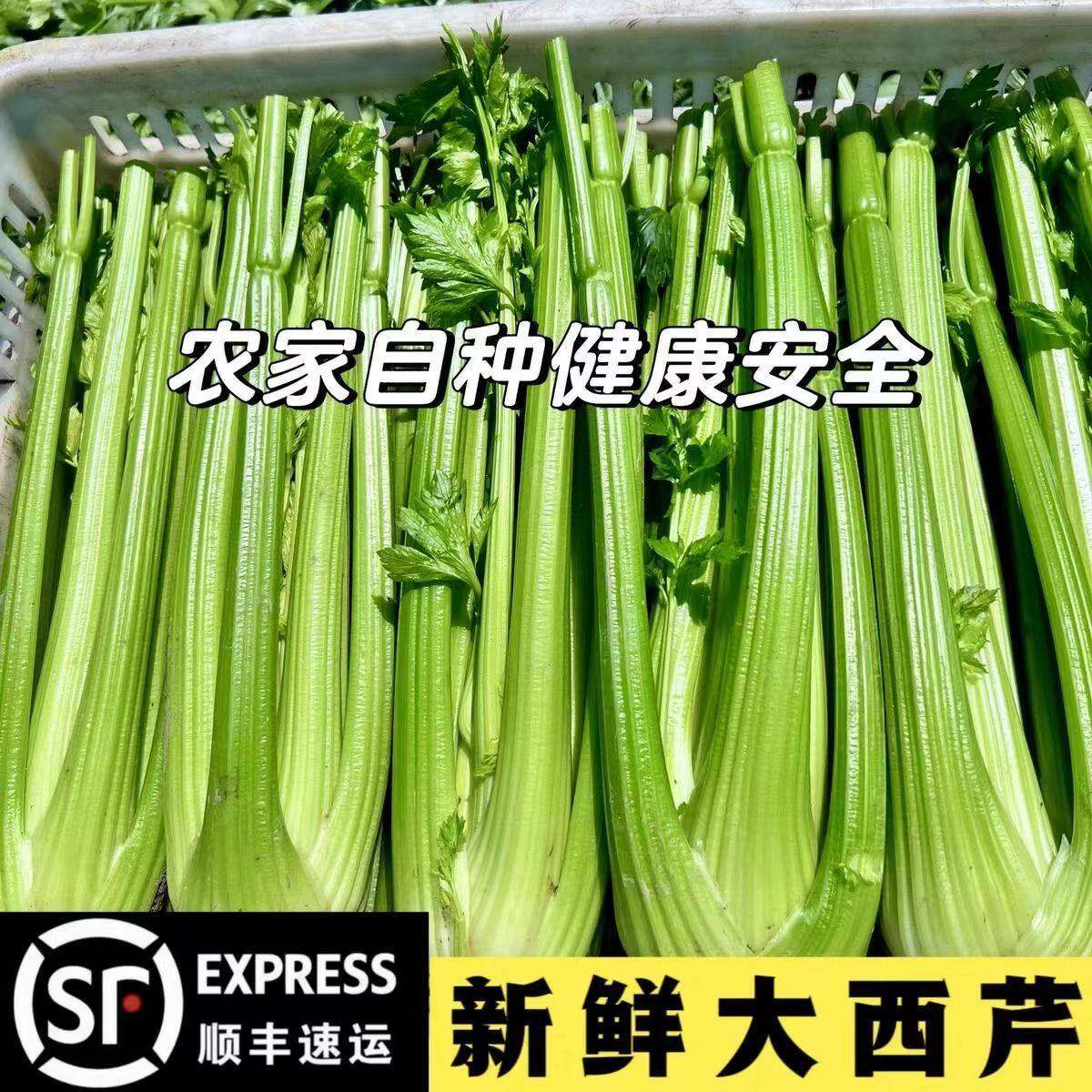 顺丰正宗西芹专用新鲜自种榨汁农家优质绿色青菜芹菜时令蔬菜批发
