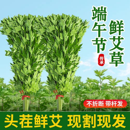 端午干艾草整颗家用泡脚