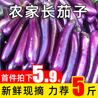 新鲜现摘农家茄子5斤应季蔬菜