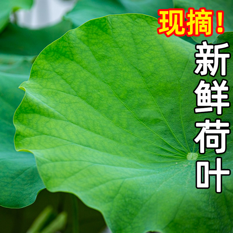 现摘新鲜荷叶500g约10张左右可做荷叶鸡荷叶饭荷叶茶荷花叶子莲叶