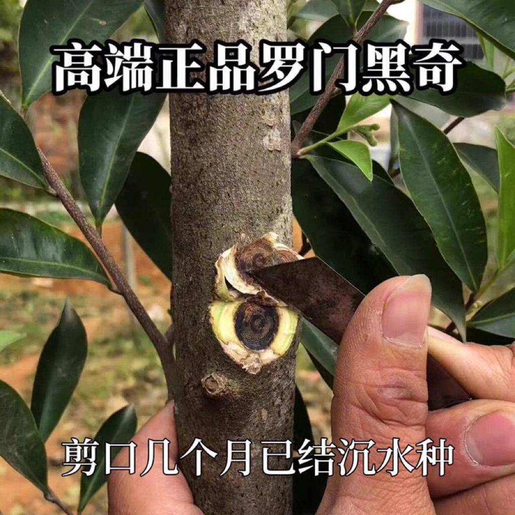 正宗罗门黑奇楠母树一代嫁接苗奇