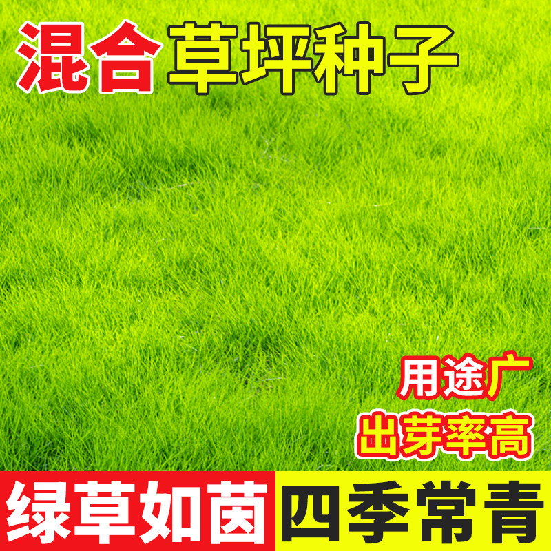 草坪种子耐踩四季常青花园耐寒耐旱混合草籽黑麦草皮庭院护坡固土