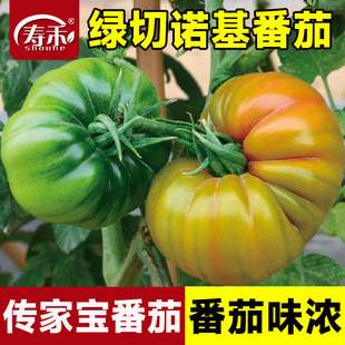 绿切诺基传家宝番茄种子盆栽阳台庭院老品种种籽孑蔬菜大西红柿