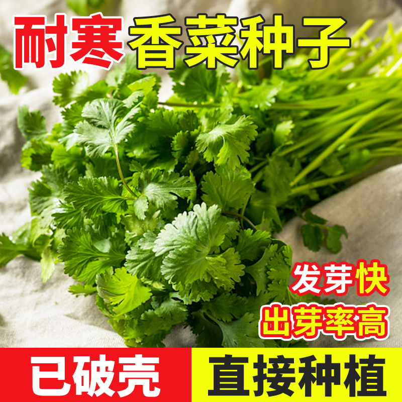 耐寒免破壳香菜种子籽种四季秧苗冬天种的盆栽蔬菜种籽孑苗大全