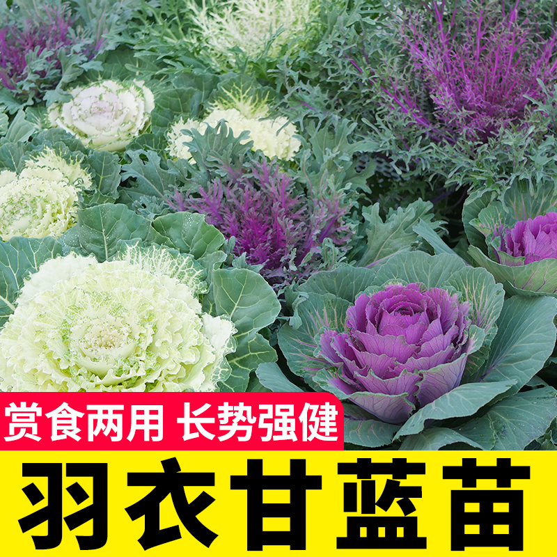羽衣甘蓝种子冬季食用蔬菜秧苗