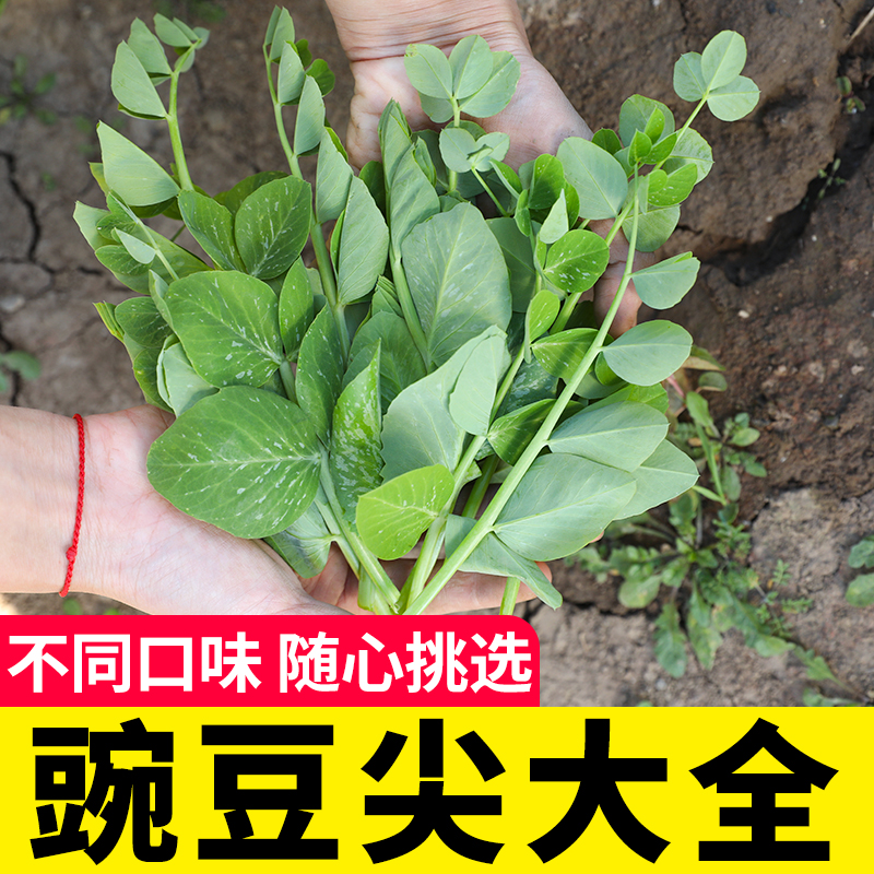 专吃豌豆尖的豌豆种籽