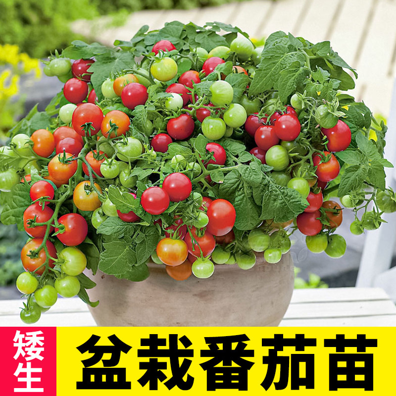矮生盆栽番茄苗蔬菜苗秧樱桃小西红柿圣女果种子四季广东阳台菜苗,鲜花速递/花卉仿真/绿植园艺,种苗/半成品盆栽,淘宝优惠券,粉丝福利购,淘宝优惠卷
