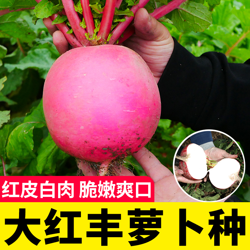 大红丰萝卜种子红皮罗卜