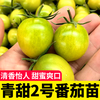 青甜2二号小绿番茄苗四季高产清甜圣女果种子籽盆栽阳台大粉千禧