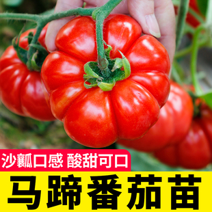 蔬菜秧苗春季 壽光沙瓤馬蹄番茄苗秧矮生西紅柿黑珍珠種子菜苗四季