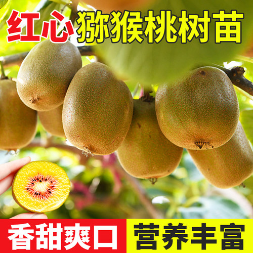 红心猕猴桃树果苗公母同株庭院种植嫁接树苗带土果苗南北方奇异果