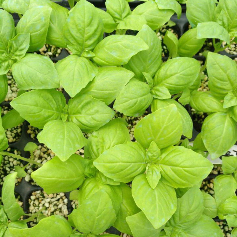 盆栽九层塔苗大叶甜罗勒种子苗四季阳台金不换叶春夏食用新鲜荆芥