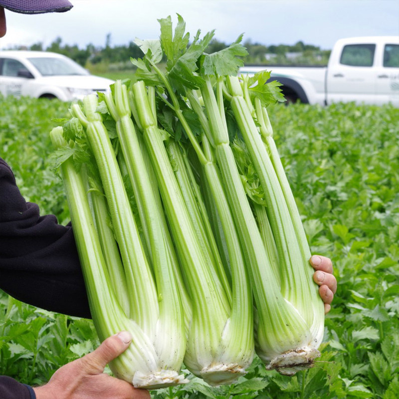 美国西芹种子苗大芹菜种籽孑大全四季根苗菜苗苗子菜种蔬菜苗盆栽