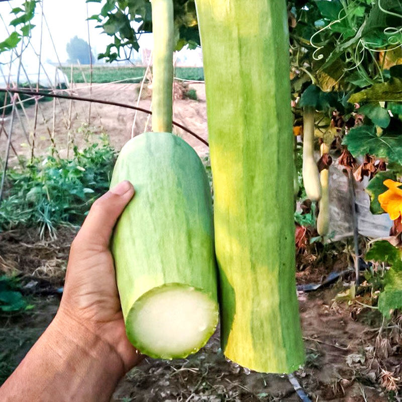 精品砍瓜种子种籽苗四季特大菜种巨型菜瓜爬藤藤蔓蔬菜孑秧苗菜苗