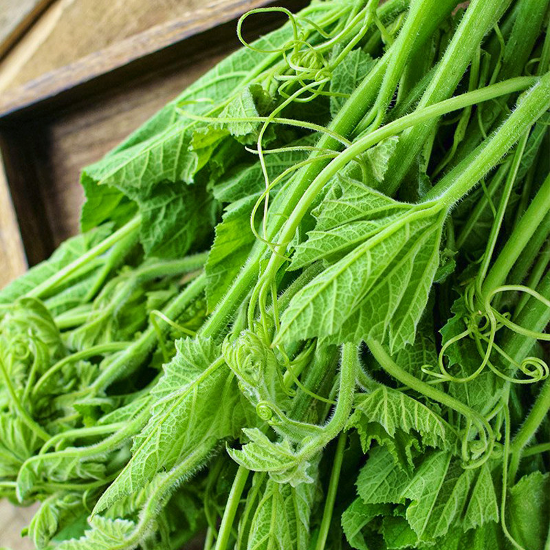 绿健南瓜苗种子专吃藤茎南瓜尖种籽孑南方菜籽嫩叶青菜盆栽四季种