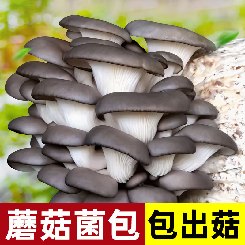 食用新鲜菌种蘑菇种植包四季