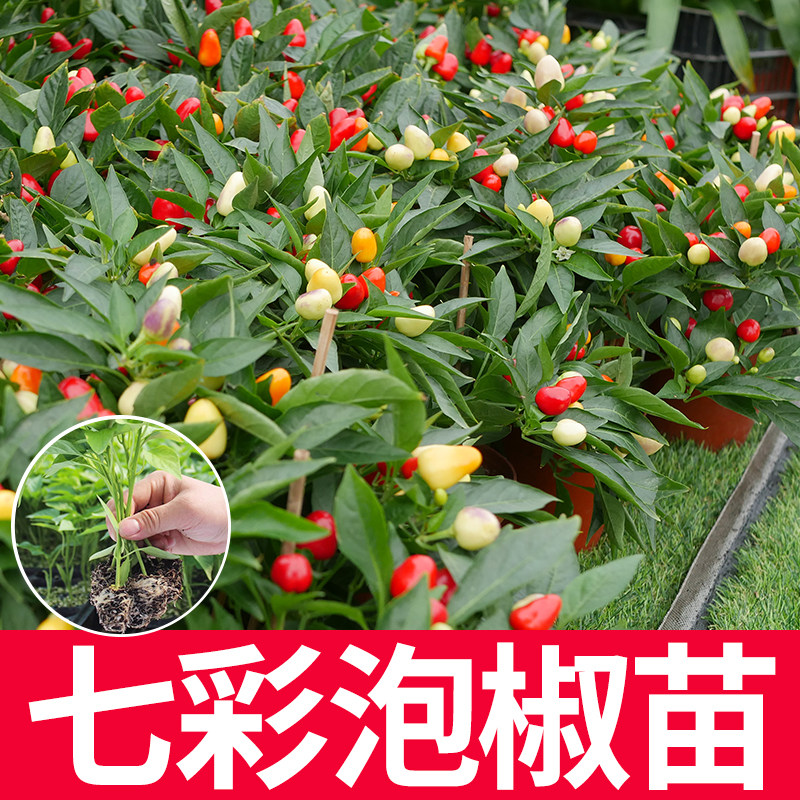 七彩泡椒苗观赏食用六彩朝天椒种子辣椒种籽四季南方菜苗蔬菜大全,鲜花速递/花卉仿真/绿植园艺,种苗/半成品盆栽,淘宝优惠券,粉丝福利购,淘宝优惠卷