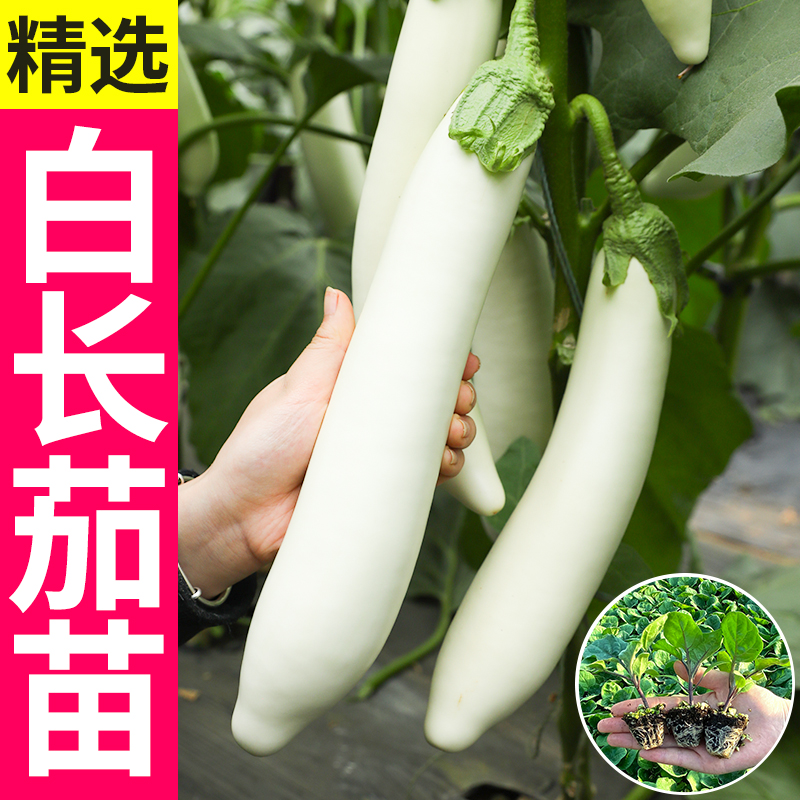 白长茄种子苗四季蔬菜高产盆栽
