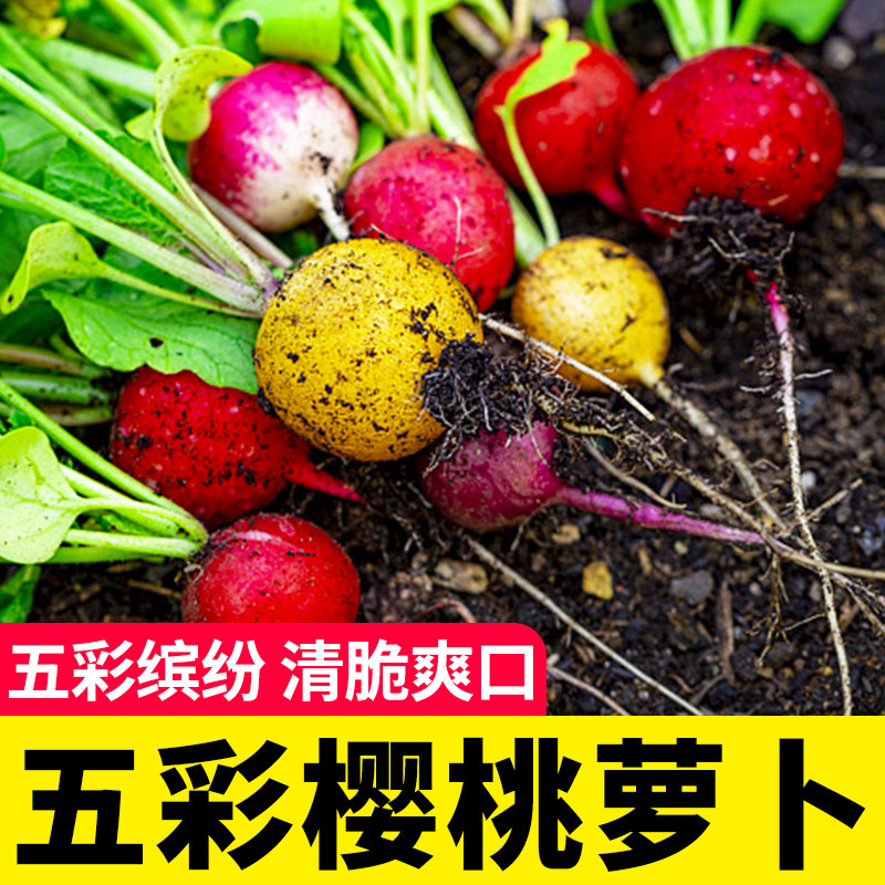 五彩樱桃萝卜种子种籽阳台四季水果蔬菜籽种甜脆凤梨种菜盆栽大全