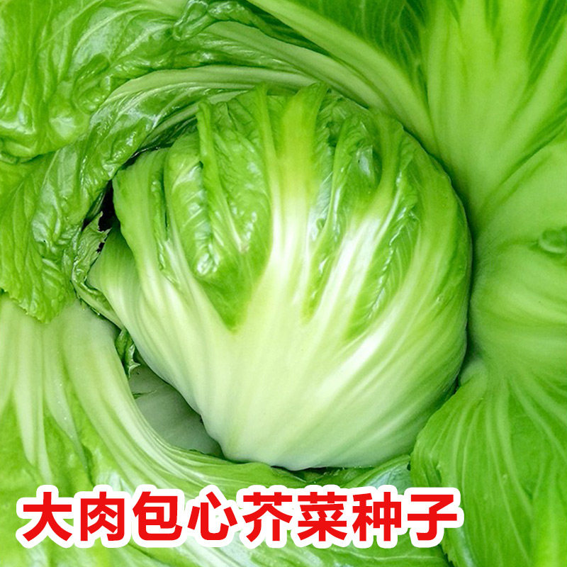 大肉包心芥菜种子孑水东甜芥菜春秋广东泡菜菜种四季蔬菜青菜菜籽