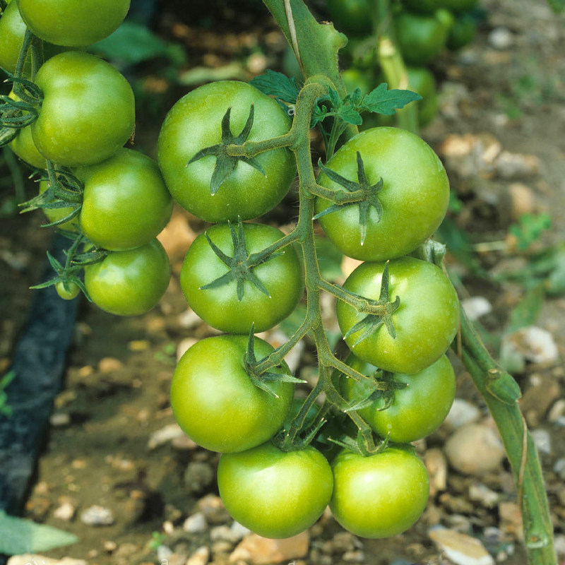 绿盈绿色小番茄种子苗贼不偷种籽孑秧苗四季盆栽圣女果水果南方种
