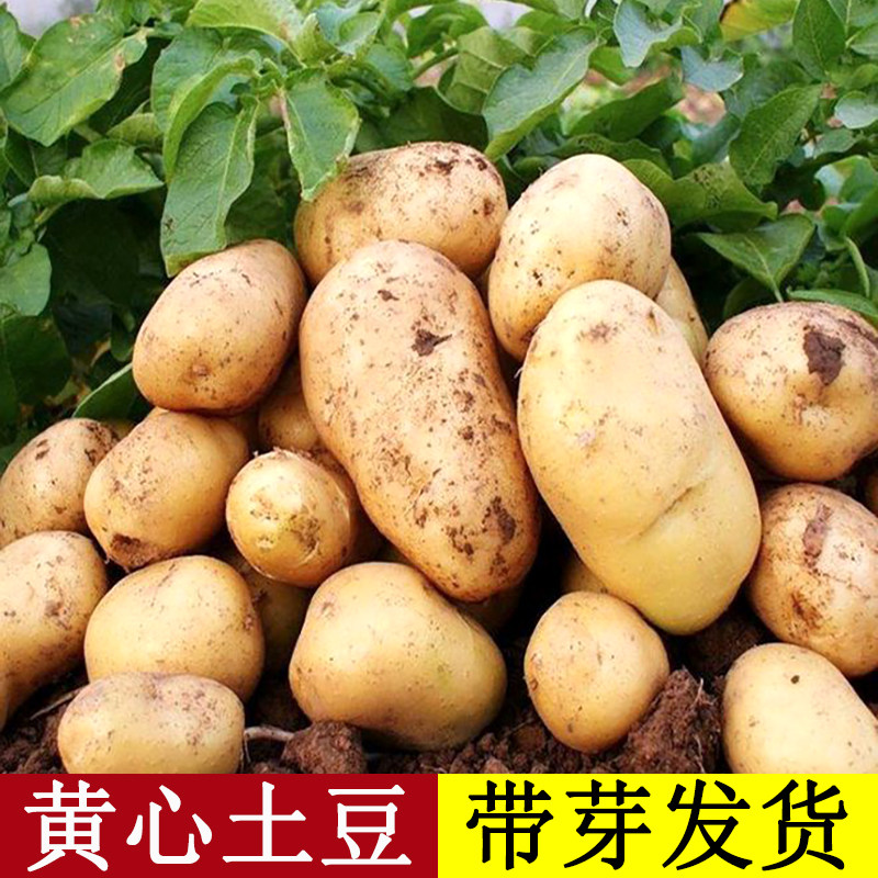 黄心带芽本地黄心土豆种图片