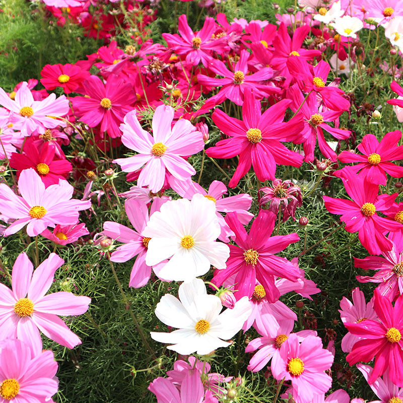 波斯菊种子格桑花种籽孑子七彩四季播种开花花卉易活庭院室外花籽