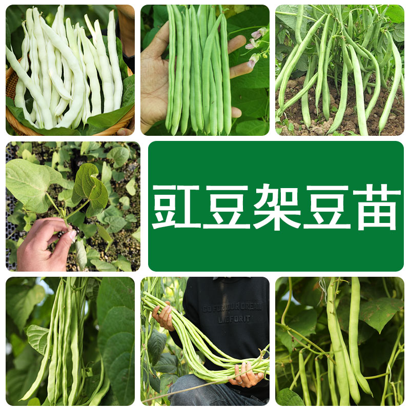 豆角种籽大全豇豆种子苗芸豆四季盆栽孑子蔬菜长四季豆白不老高产