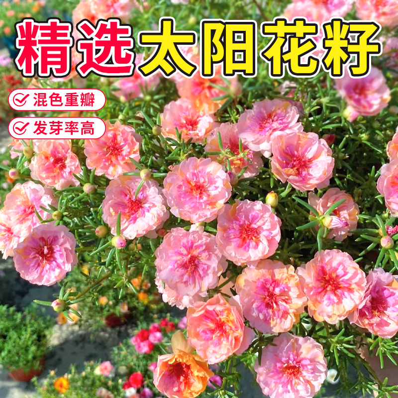 太阳花种子籽特大重瓣四季播种矢车菊向日葵花籽满天星盆栽阳台