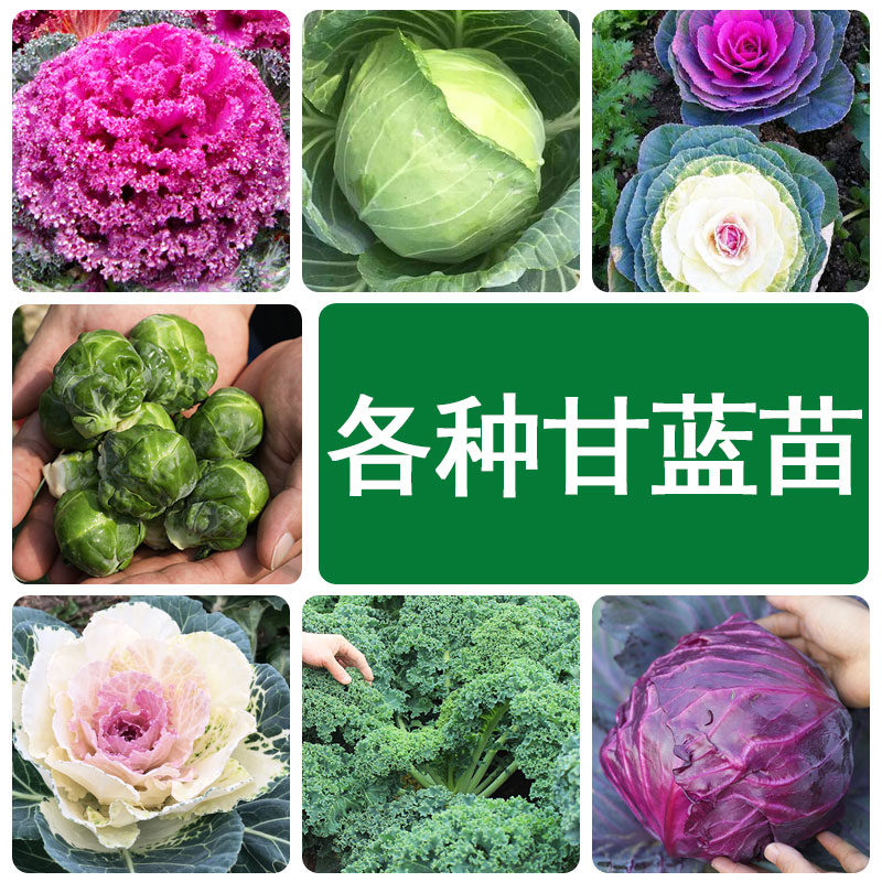 绿甘蓝种子苗四季盆栽蔬菜种籽孑
