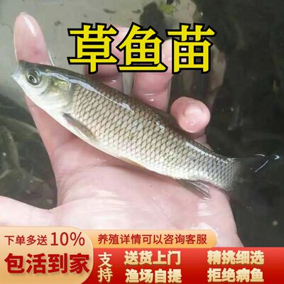 草鱼苗淡水活体鱼苗养殖草鱼