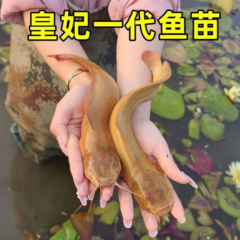 本地塘鲺 胡子鲶鱼苗 塘角鱼苗 土塘鲺鱼苗 塘虱鱼苗活体包邮包活