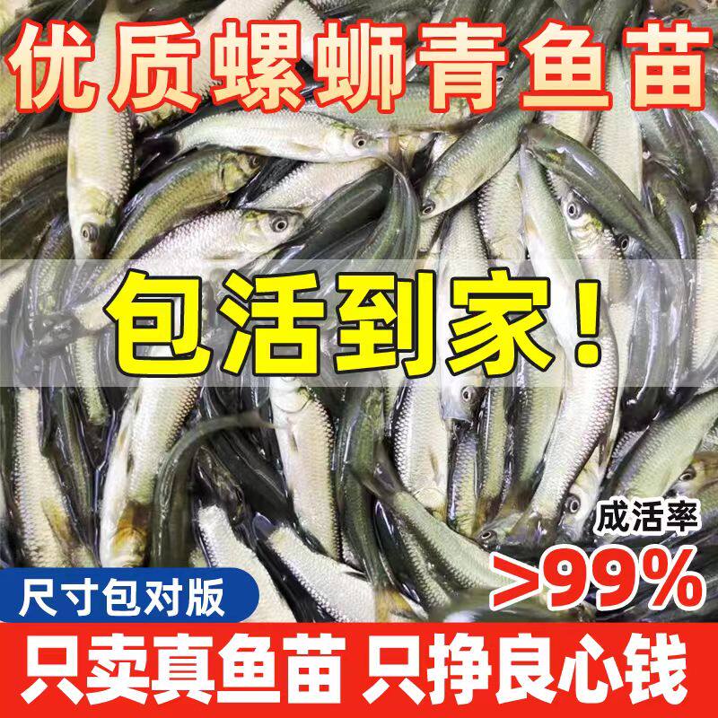 螺蛳青鱼苗淡水 养殖 食用 乌鲩乌青 黑鲩鱼苗特大活体青鱼鱼苗