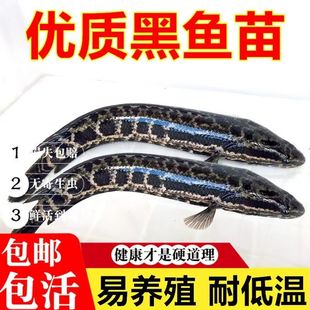 黑鱼苗乌鱼苗生鱼苗淡水 养殖 食用小黑鱼苗特大纯种财鱼苗活体