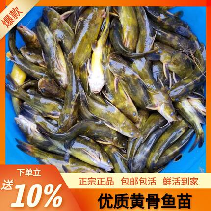 黄骨鱼苗淡水养殖食用黄颡鱼苗黄辣丁黄鸭叫鱼苗活体运输包活包邮