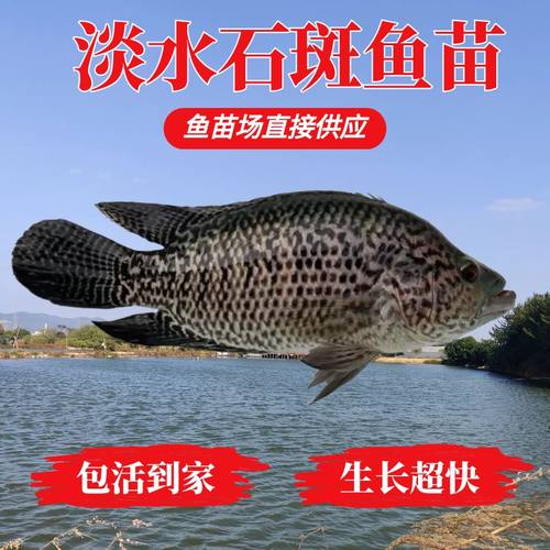 石斑鱼苗淡水花斑鱼塘养殖鱼苗