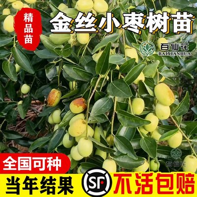 金丝小枣包成活沾化冬枣特大嫁接大荔枣大青枣南北方种植当年结果