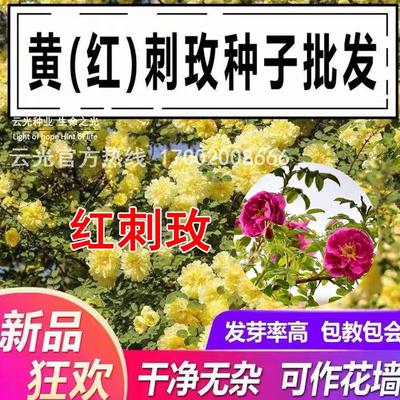 黄刺玫红种子花卉绿化景观纯