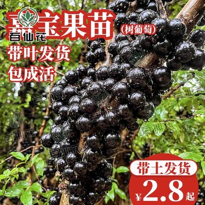 嘉宝果树南方种植树葡萄苗名贵果树果苗多宝加宝带果嘉宝果嫁接苗