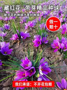 正宗藏红花种球藏红花种子种球苗球花番红花药用花籽花卉盆栽