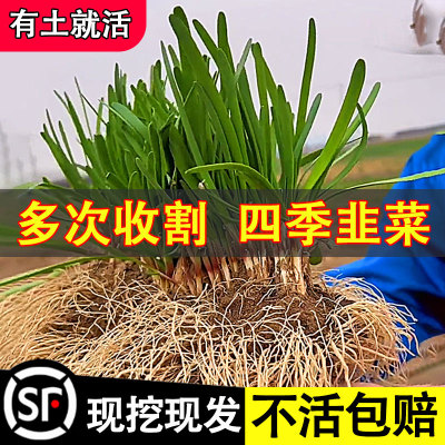 本地宽叶红根韭菜根种籽子四季苗紫根盆栽根苗小叶红香菲菜大叶