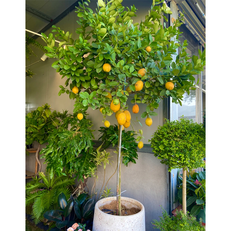 柠檬树带果树苗柠檬柠檬四季盆栽阳台结果苗绿植植物香水庭院室内