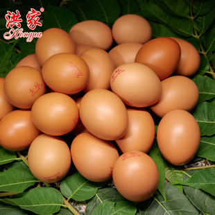 大连洪家金冠鸡蛋票5斤票顺丰包邮