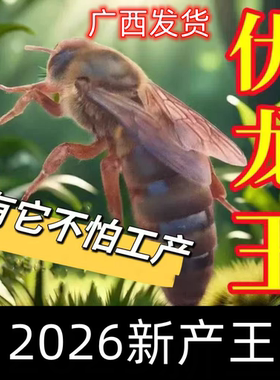 广西中蜂新开产纯种四川阿坝红背蜂王仓蜂双色蜜蜂伏牛产卵王土蜂