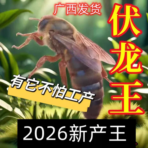 广西中蜂新开产纯种四川阿坝红背蜂王仓蜂双色蜜蜂伏牛产卵王土蜂
