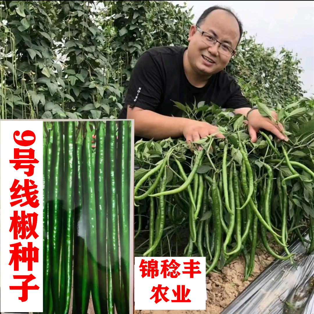 线椒种子 长线椒种籽 早熟超辣高产超长 杭椒辣椒蔬菜四季线王9号