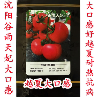 沈阳谷雨天妃七号越夏耐热抗病毒大口感807硬粉大粉番茄种子籽孑