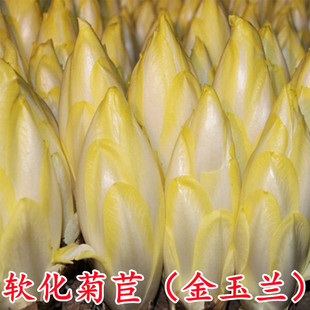 软化菊苣种子种籽孑根四季玉兰菜种盆栽菜籽苗根种蔬菜素菜种籽红
