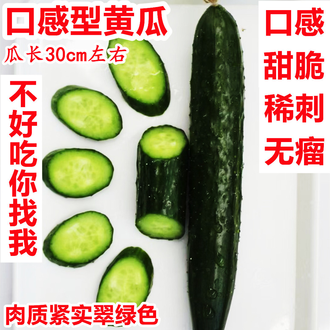 特色口感型黄瓜种子脆甜油亮稀刺黄瓜种籽四季阳台盆栽蔬菜种孑苗