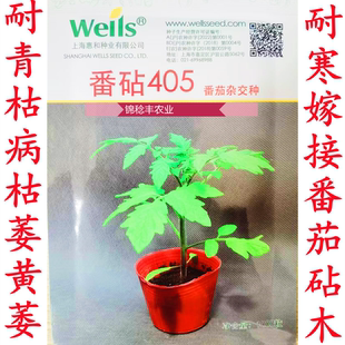 番茄砧木405上海惠和西红柿嫁接柘木抗青枯根好134抗死棵种子籽孑